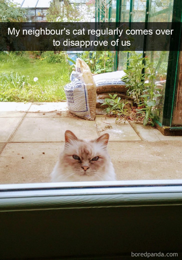 Il gatto dei vicini viene regolarmente per esprimere la sua disapprovazione nei nostri confronti.
