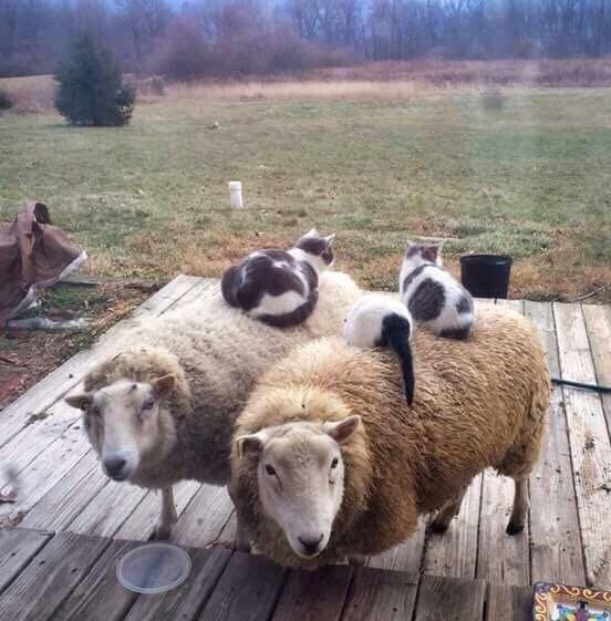 Gatti sulle pecore: ecco tutto.
