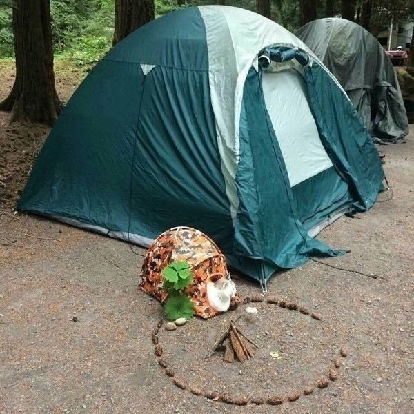 In campeggio con il gatto.