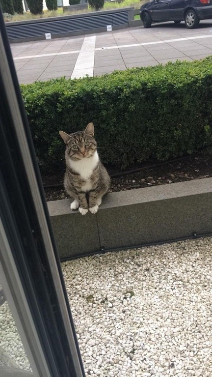 Lui è Ralph: viene a chiamare ogni giorno il nostro gatto per giocare, ed aspetta fuori la porta in questo modo.