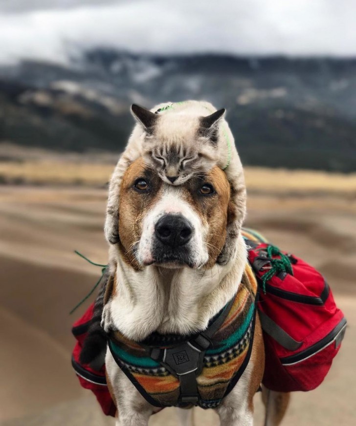 This dog Henry and his friend, the cat Baloo love exploring the great outdoors together!