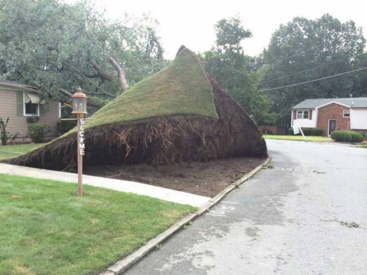 Niet alleen is de boom omgevallen, het hele grasveld ligt omhoog!