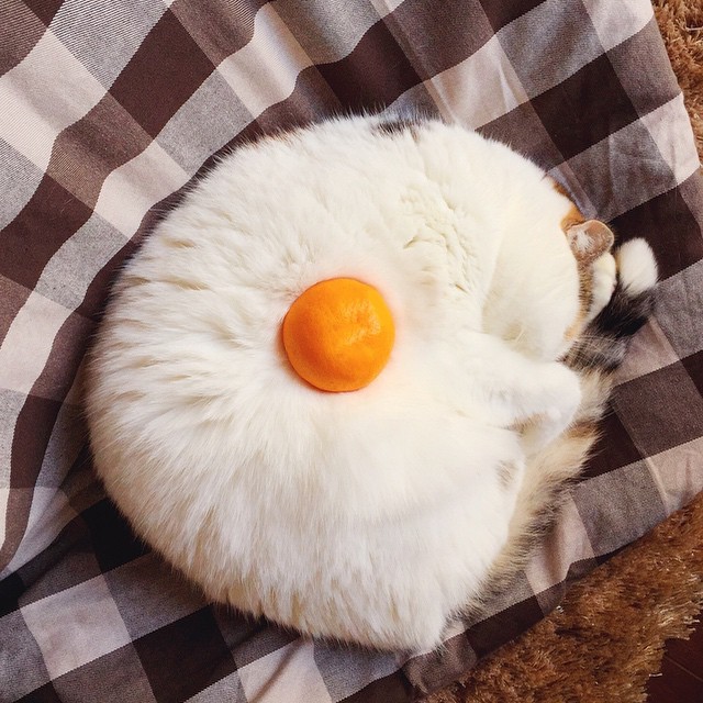Un gatto che dorme che sembra un uovo.