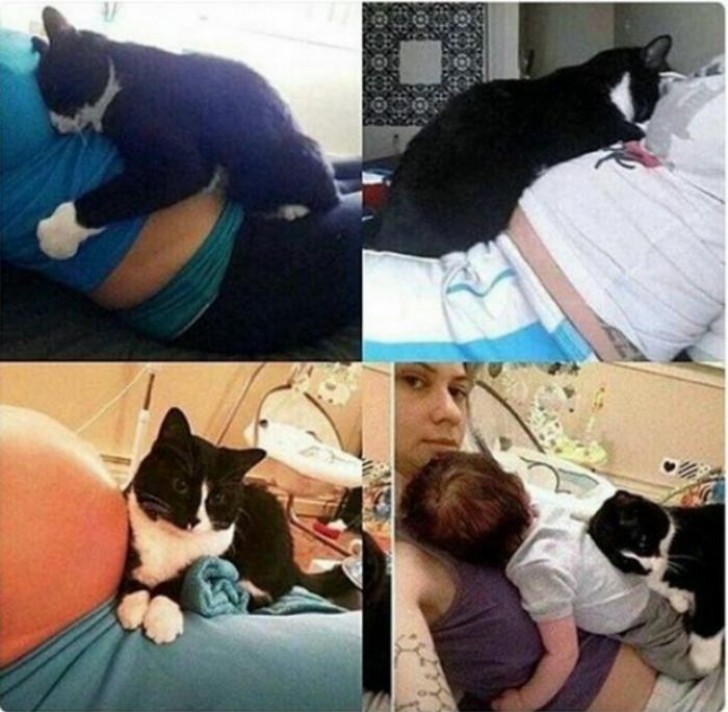 This cat has been anxiously waiting for the arrival of the baby!