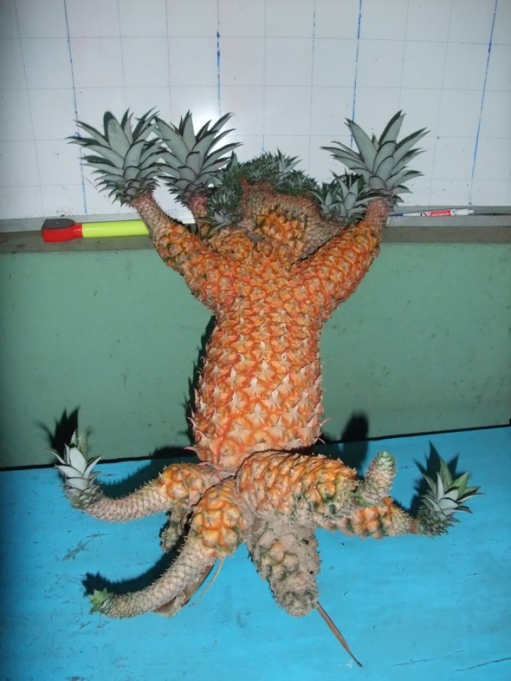 Een monsterlijke ananas