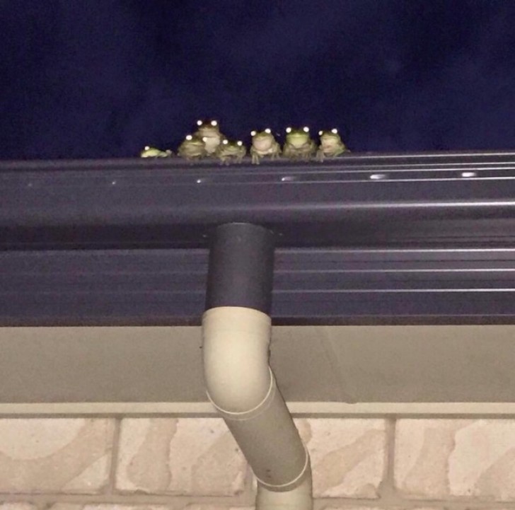 A group of frogs that sends a chill down your spine ...