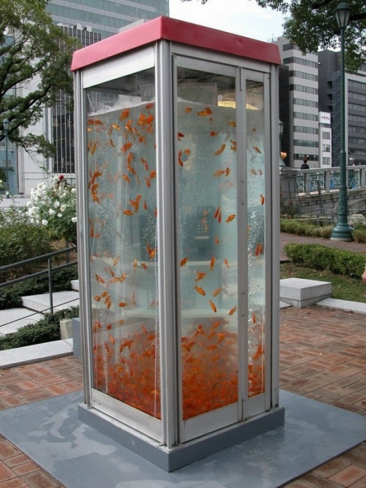 Een telefooncel is nu aquarium.