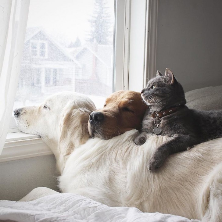 Watson e Kiko sono due bellissimi golden retriever che vivono insieme al gatto Harry.