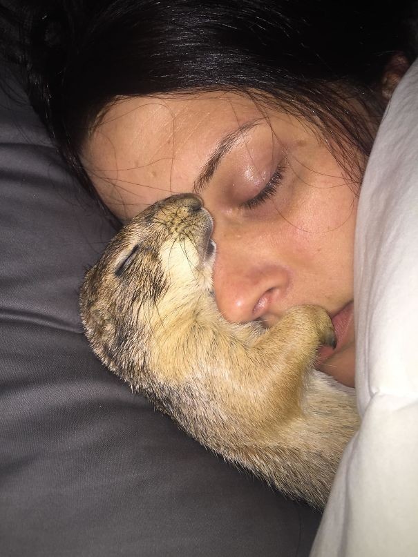 My girlfriend and I have a pet that is a kind of small prairie dog and this is how they sleep!