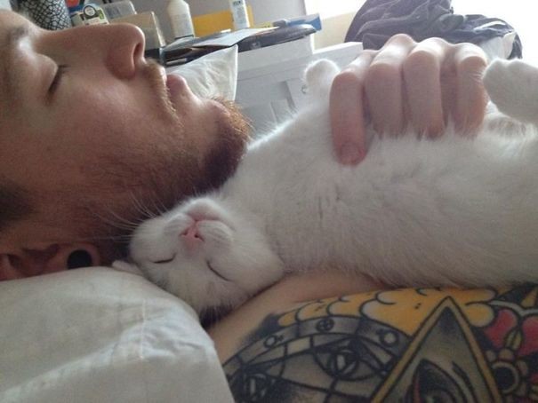 Finally, one of the "places" most loved by cats to take a nap is snuggled up close to their owner's beard!