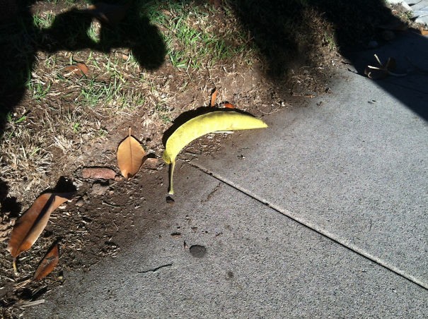 18. Banana d'autunno.