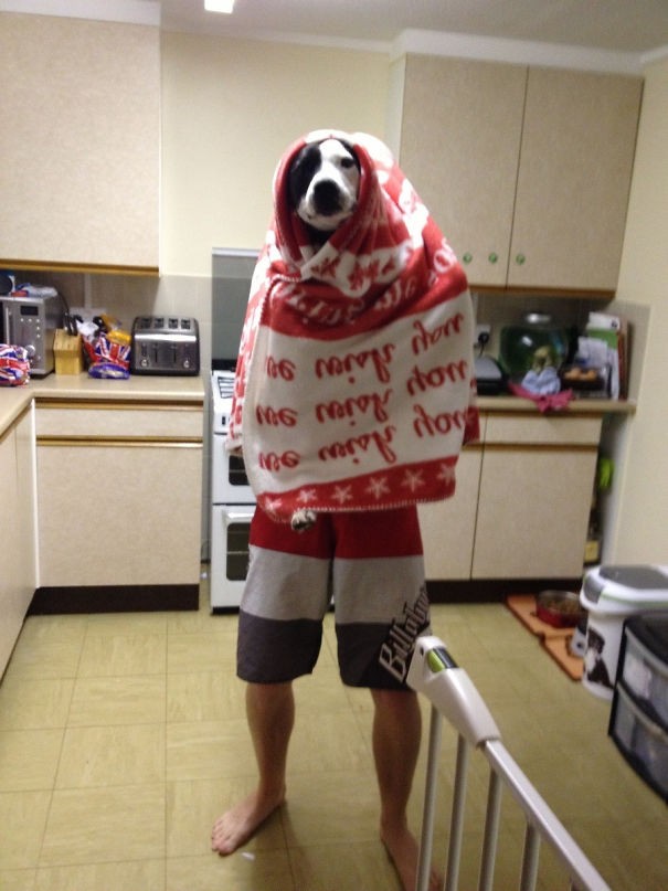 I heard my husband telling our dog to stay still and when I found him in the kitchen ---he greeted me like this.