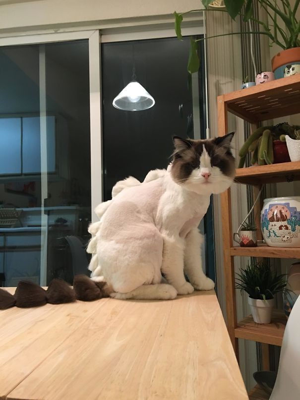 Dit gebeurt er als je de kat naar de kattensalon laat brengen door je vriend.