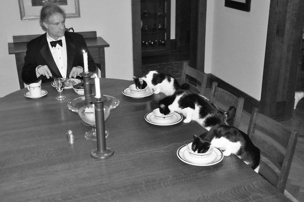 Quando mia moglie parte per lavoro mi annoio. Un giorno le ho detto che avevo organizzato una cena formale con i gatti. Non ci ha creduto.