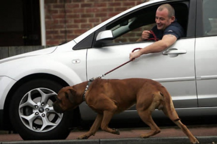 Taking the dog for a walk ... in the car!