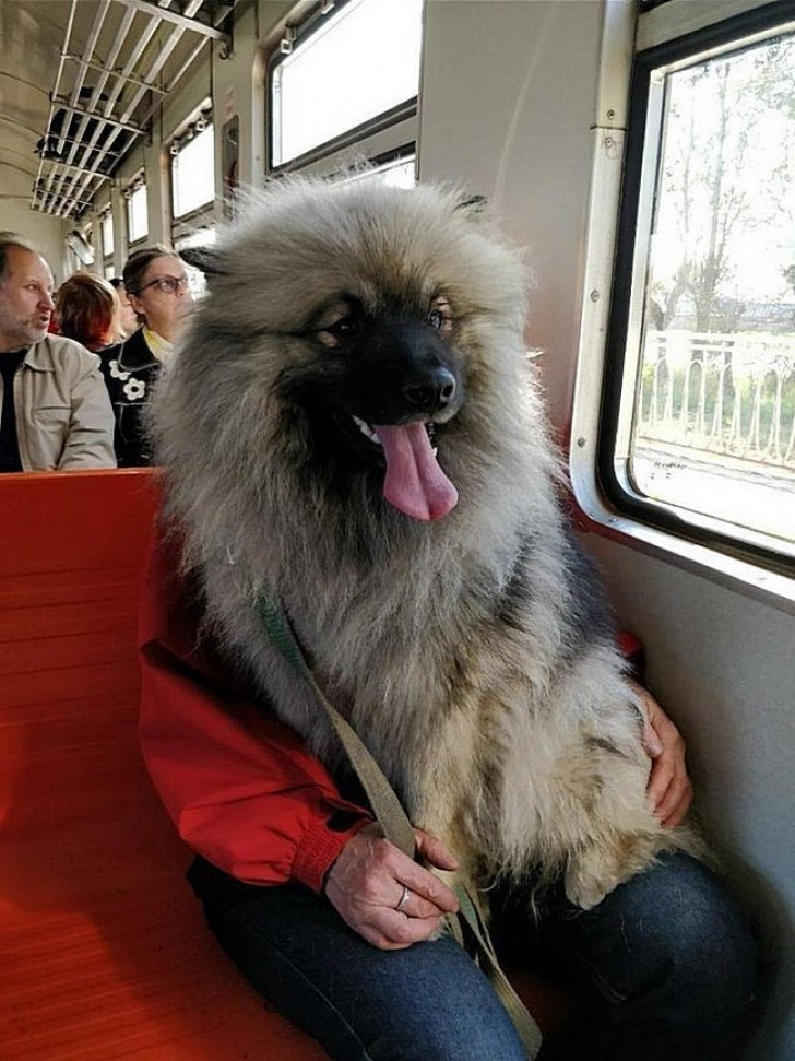 Padrone e cane possono divenire un'unica cosa.