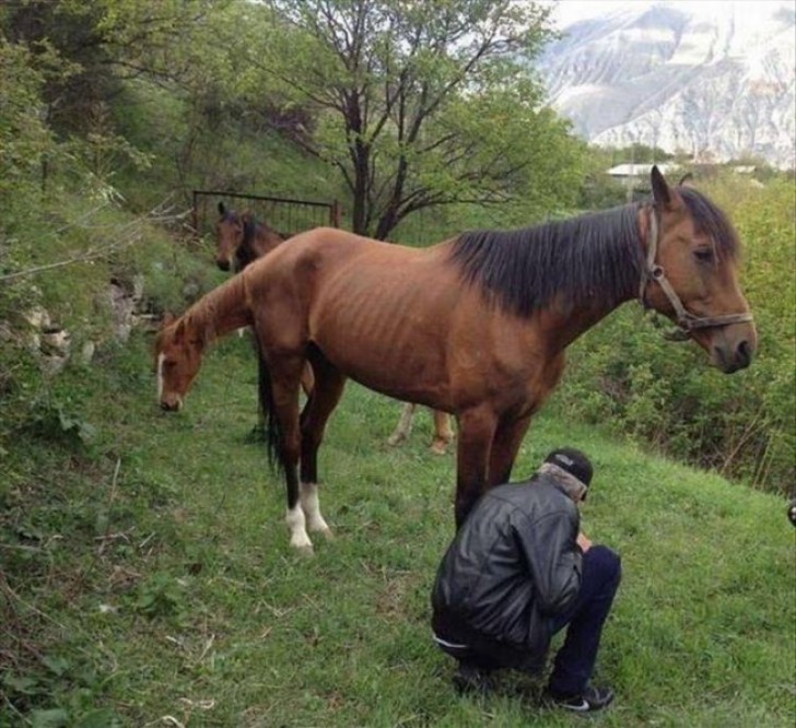 Eine neue Rasse: das Pferd mit zwei Köpfen.