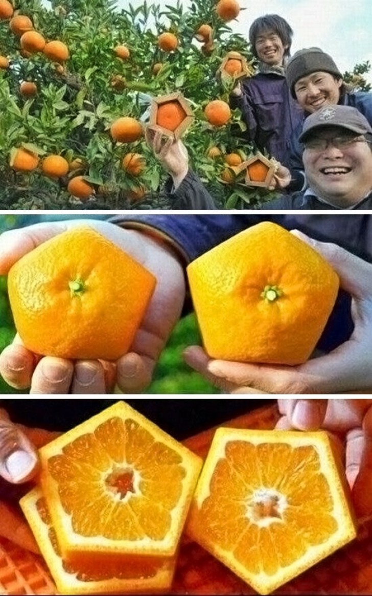 Los japoneses se divierten en hacer crecer los frutos en el interior de moldes, en modo de obtener las formas mas extrañas!