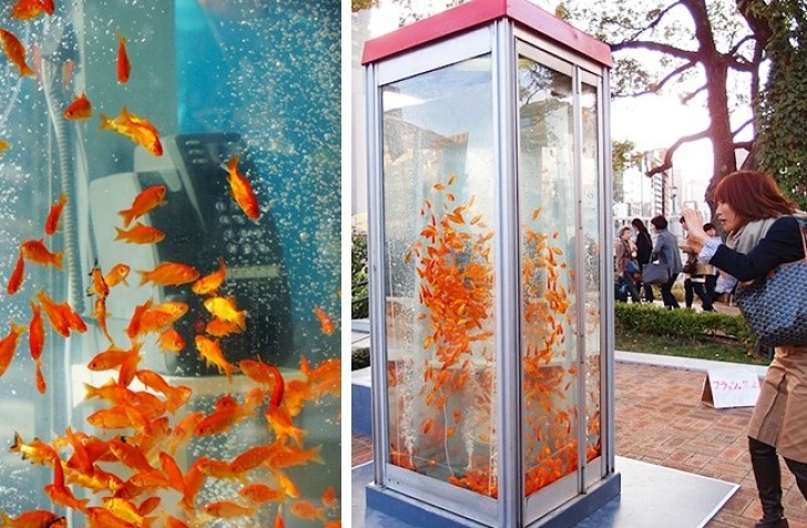 A telephone box in Kyoto that has been converted into an aquarium.