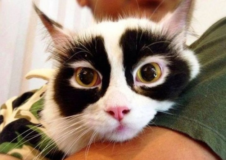 Die Panda-Augen dieser Katze sind echt was besonderes!