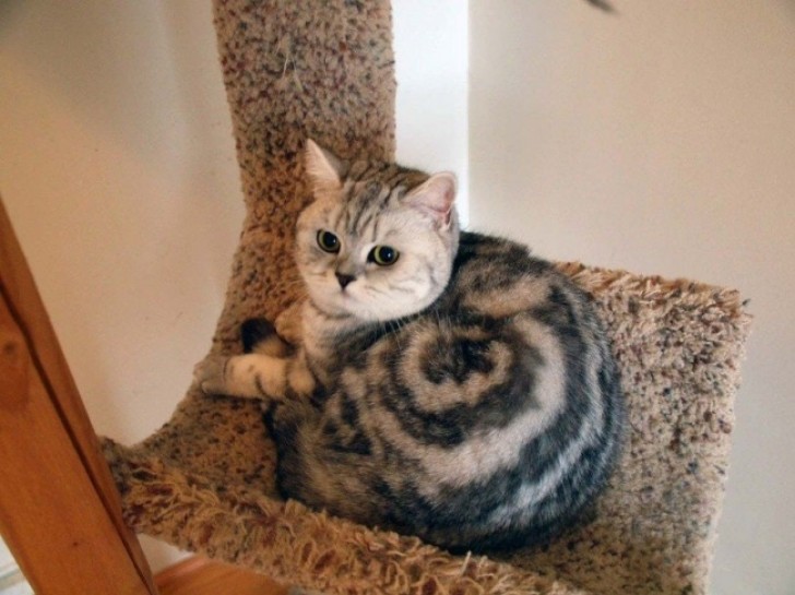 Il manto di questo gatto sembra quasi un mandala!