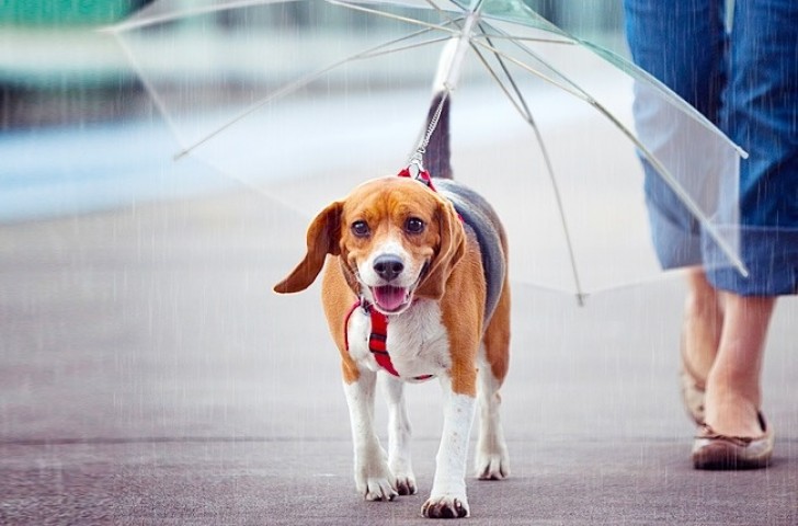 4. Parapluie pour chiens.