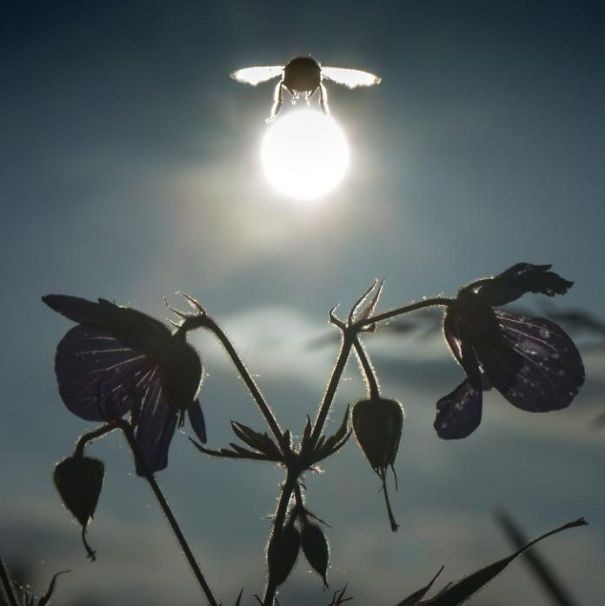 Een hommel die de zon draagt.