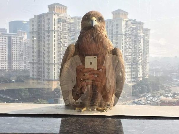 Der Adler schießt ein Selfie... Nichts besonderes...