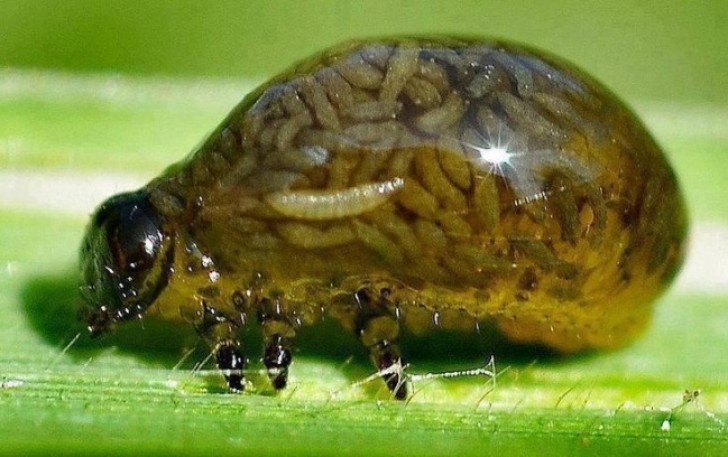 6. Larva di Crisomelide.