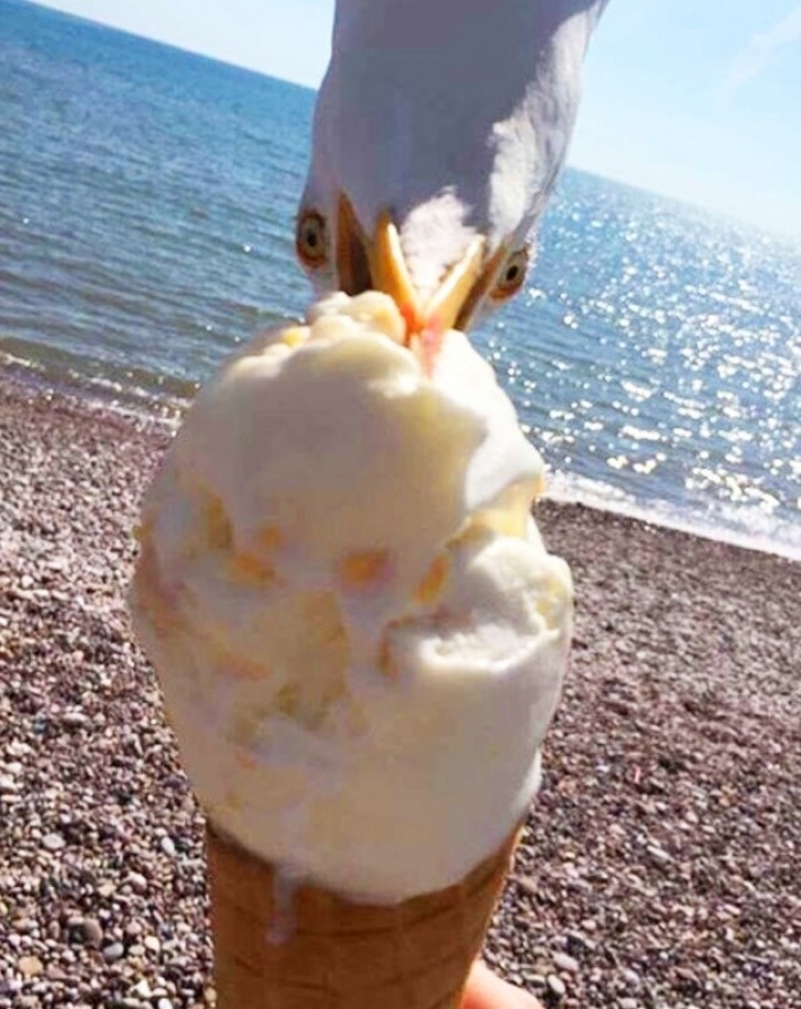 Bli aldrig distraherad när du äter glass på stranden!