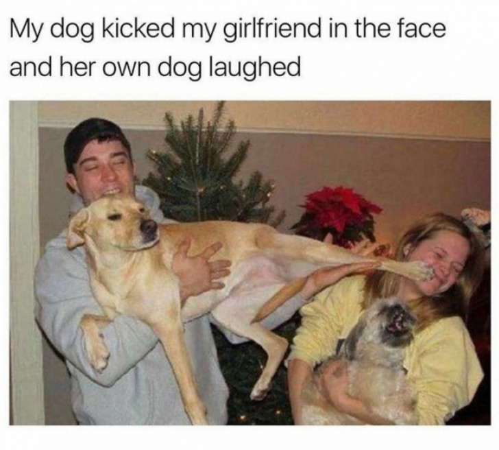 1. "My dog ​​kicked my girlfriend in the face and that made her own dog laugh!"