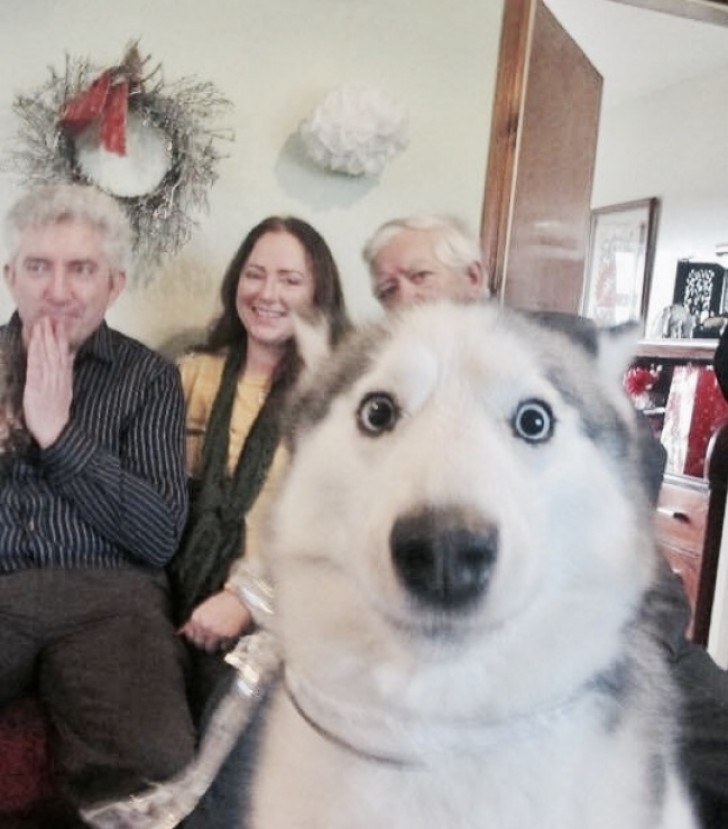 2. "Het is een onbeschrijfelijke vreugde de foto's van mijn baasjes te verpesten!"