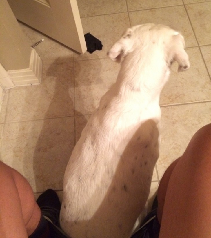 20. "Mon chien me suit toujours. Même dans la salle de bain."