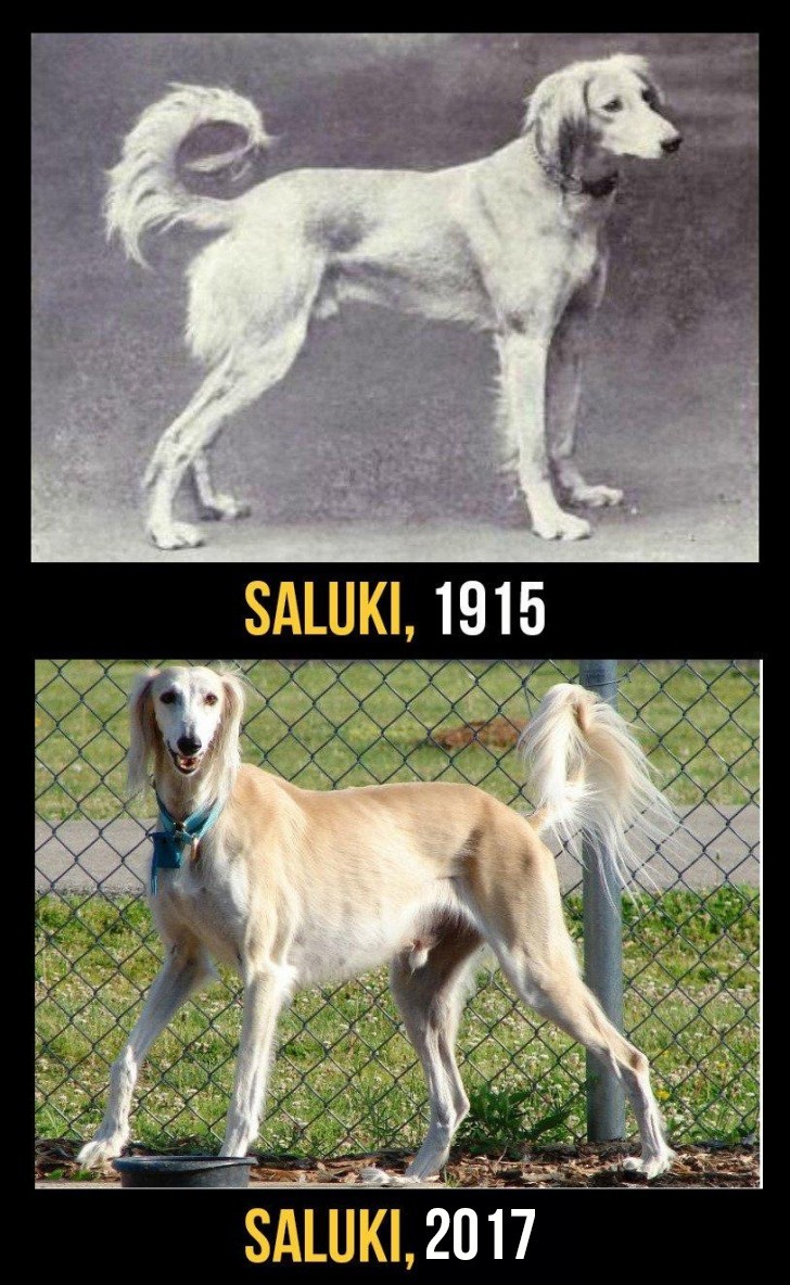 Saluki es hoy un perro propenso a desarrollar enfermedades oculares y cáncer; además, es tan delicado para quemarse fácilmente, especialmente en la nariz.