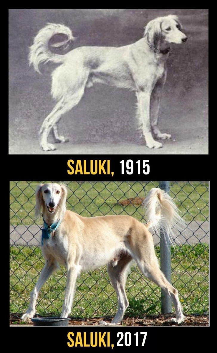 De Saluki is tegenwoordig een hond die vatbaar is voor het ontwikkelen van oogziekten en kanker; bovendien is het zo delicaat dat het zich gemakkelijk brandt, vooral op de neus.