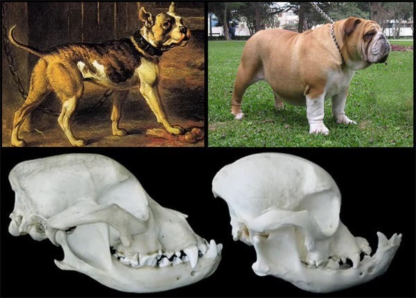 The bulldog is perhaps one of the most obvious selective crossbreeding cases.