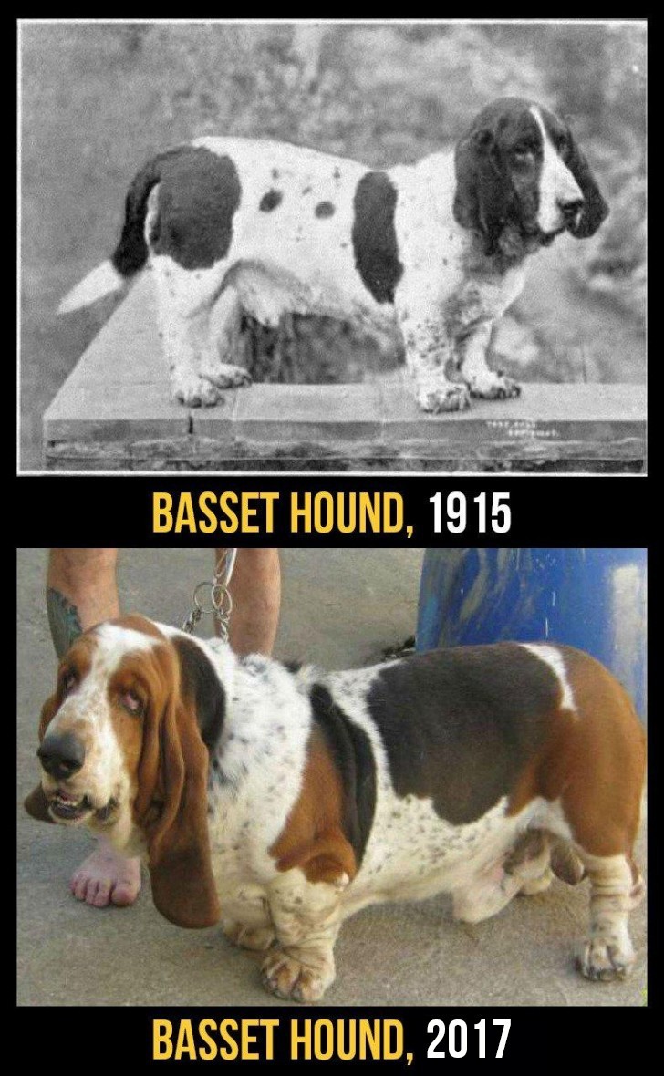 Bassethunden har blivit lägre, mindre smidig och med ett märkbart överskott av hud som utsätter den för större risk för infektioner.