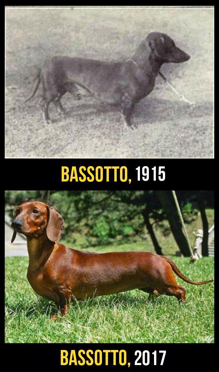 Il bassotto è stato allungato sempre più, col risultato che ora la sua colonna deve sostenere un peso sempre più grande.