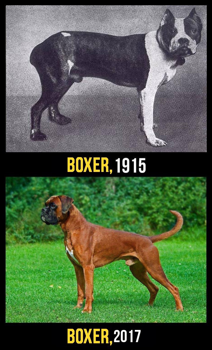Over time the posture of the Boxer has changed, especially that of the neck, as well as the length of its muzzle.