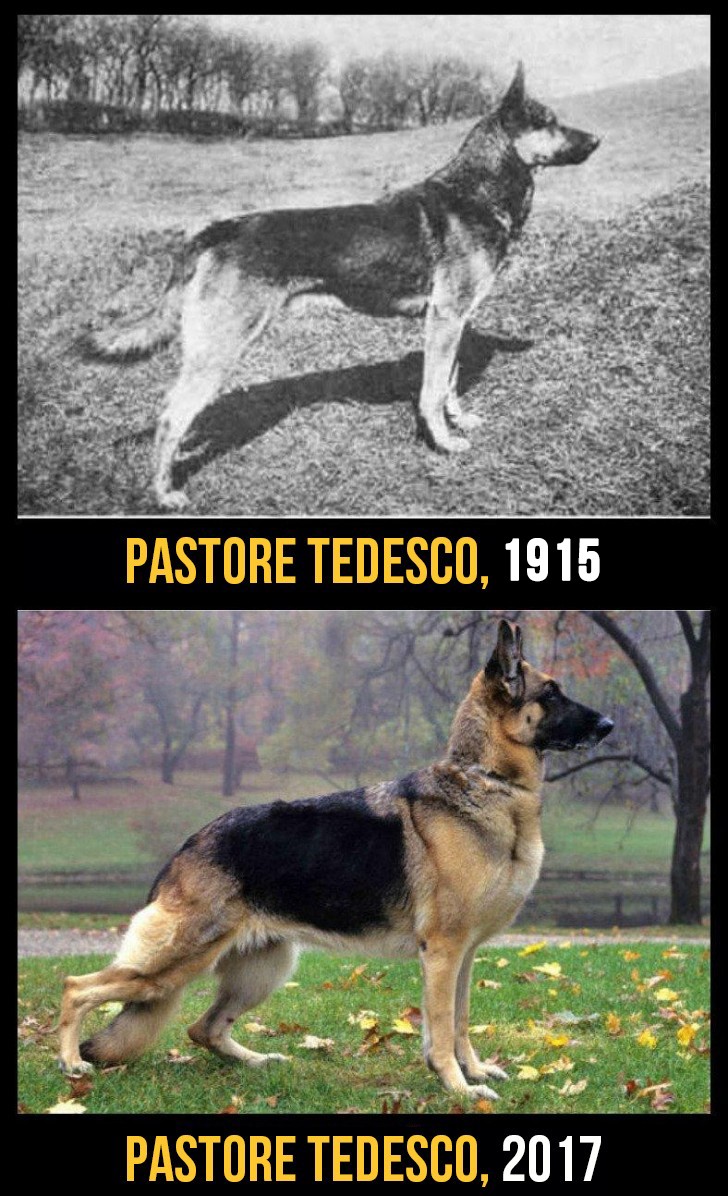The back of German shepherd dogs has become increasing lower and this often leads them to have problems with their hips and legs, especially in old age.