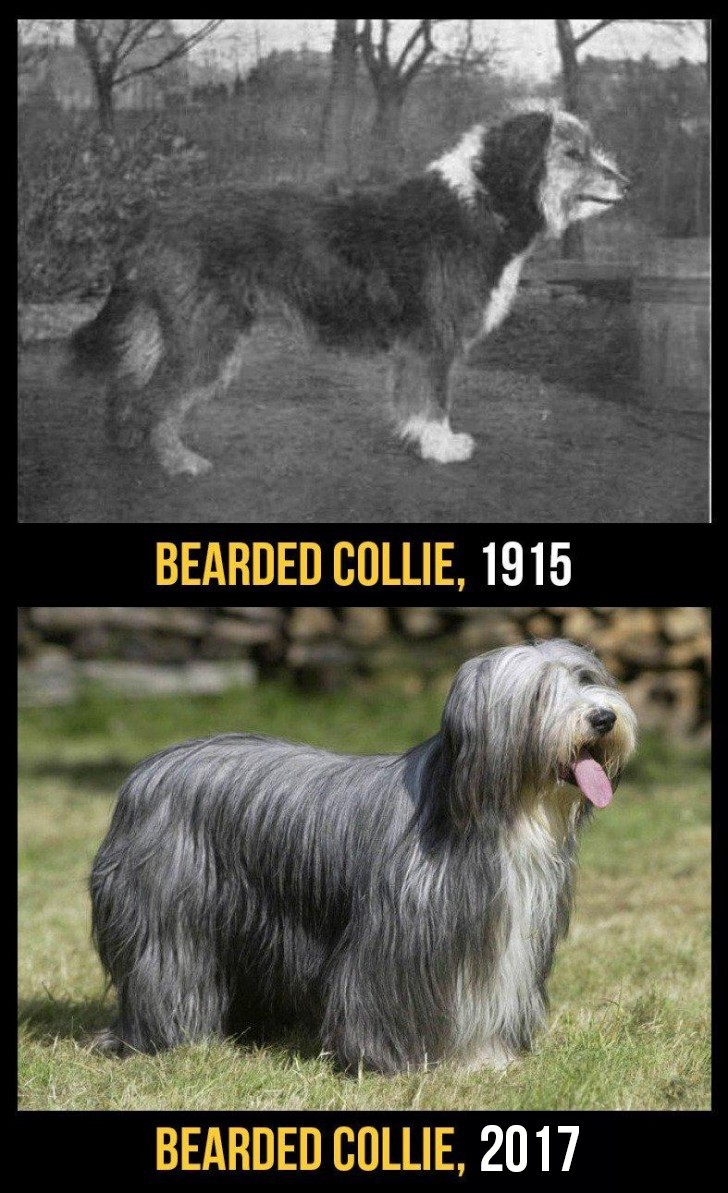Today, the bearded collie has a much thicker and longer coat, which makes it sensitive even to the minimum temperature increase. These dogs also often suffer from hip dysplasia.