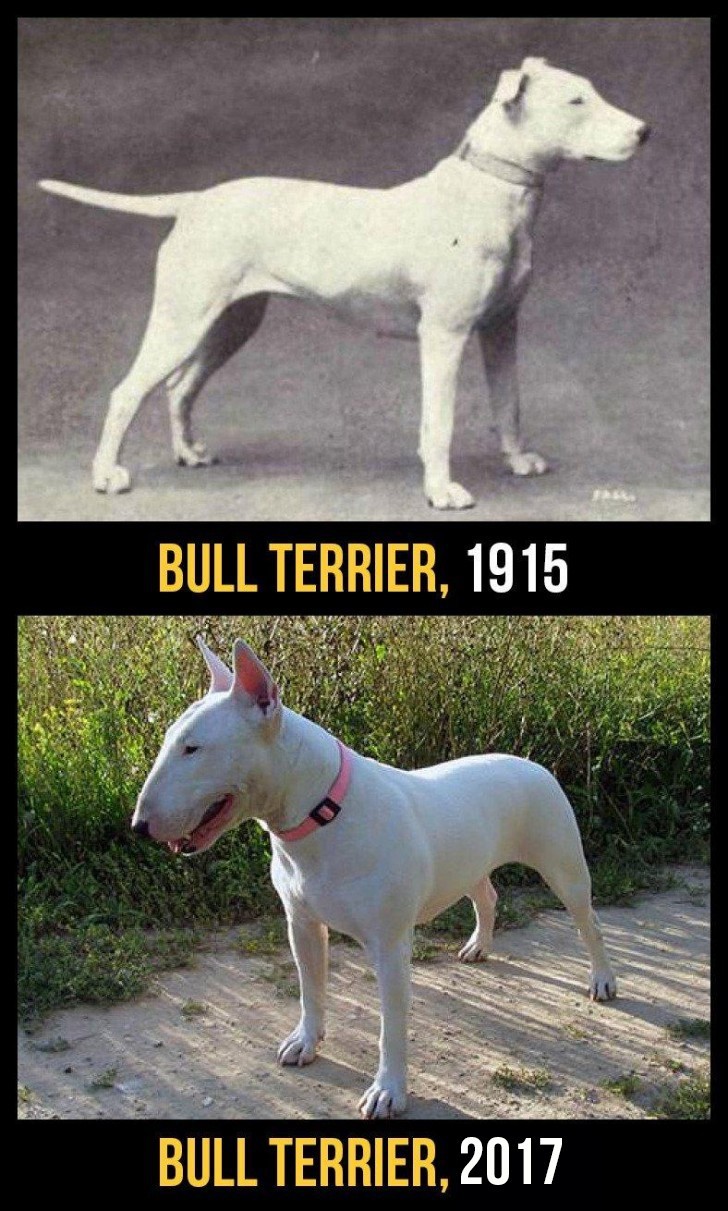 The skull of the bull terrier has been modified to the point of causing hearing problems to many of these dogs. They are also often affected by kidney problems or heart disease.