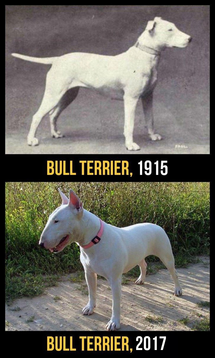 Der Schädel des Bullterriers wurde so verändert, dass viele Exemplare Hörprobleme haben. Außerdem haben sie oft Nierenprobleme und Herzerkrankungen.