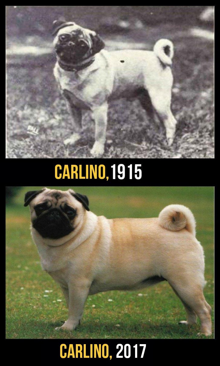 Today's Pug dog suffers from high blood pressure, difficulty in breathing and dermatitis in the folds of its skin. The tail looks a lot more curled ... but it was worth it?