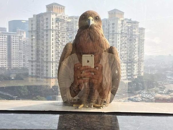 Ein Adler, der ein Selfie macht.