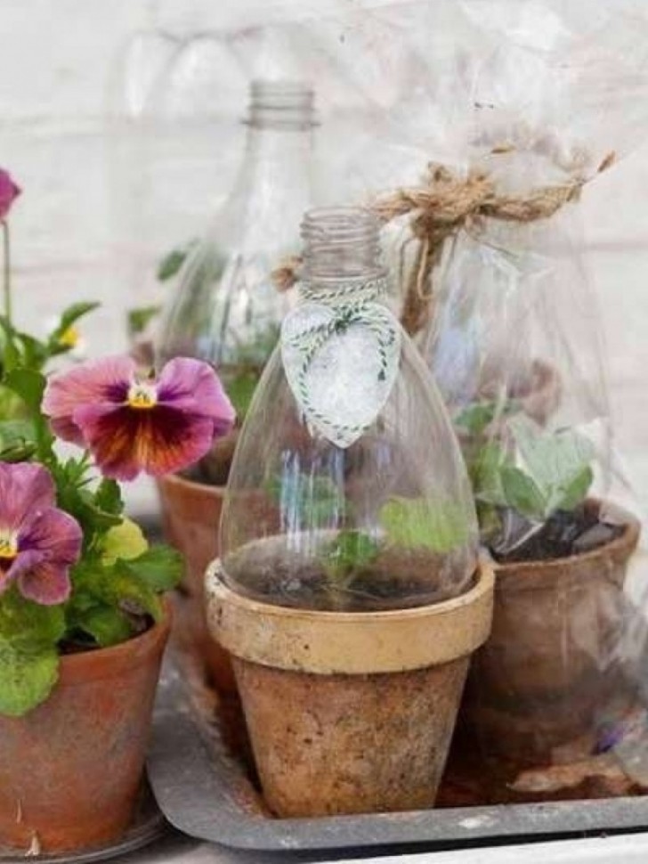 Ou então usar parte da garrafa para proteger as plantinhas mais frágeis.