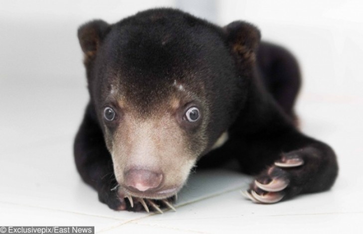 3. Un piccolo orso viene recuperato dal mercato nero