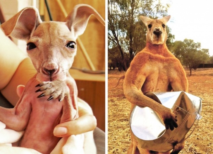 4. Ein Känguruh wird gerettet nachdem die Mama einen Verkehrsunfall hatte