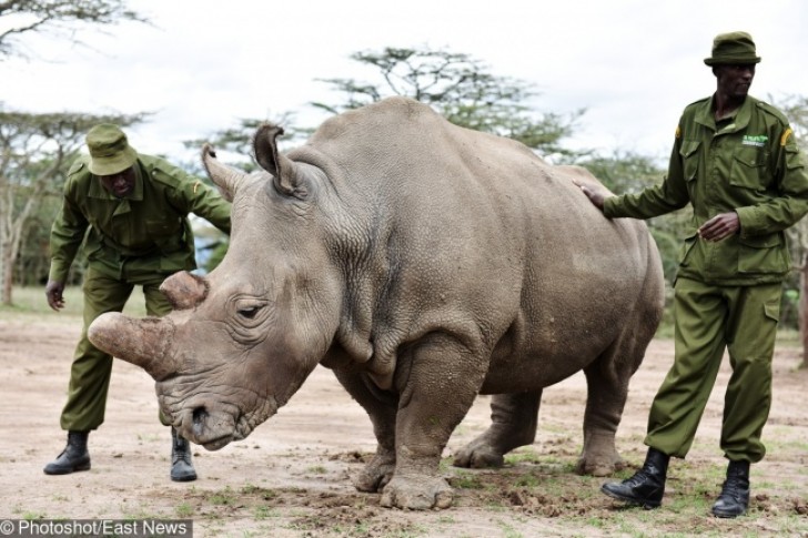 5. Gli ultimi 3 rinoceronti bianchi settentrionali rimasti sulla Terra vengono sorvegliati ogni giorno