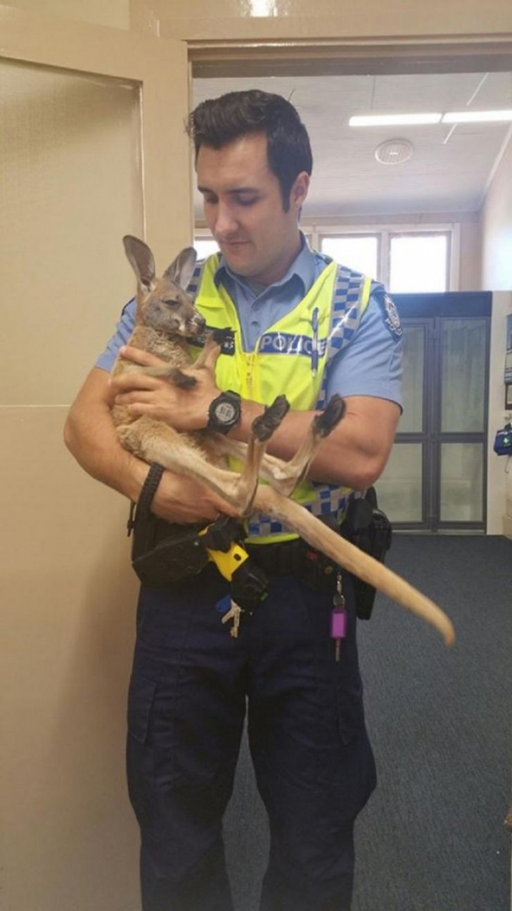 6. Un canguro neonato viene accudito da un poliziotto